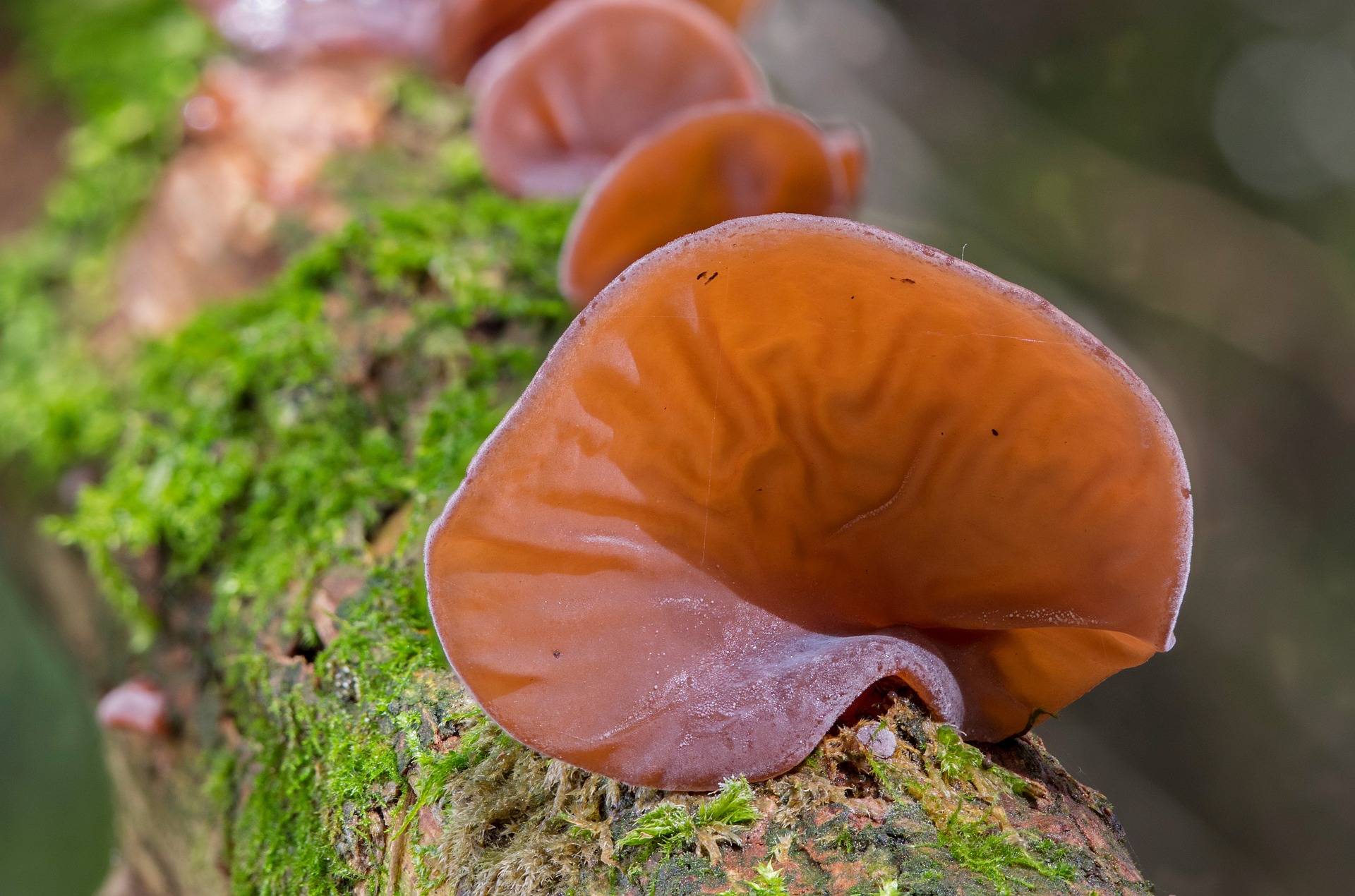 Wood ear mushroom that looks like an ear growing on a log.