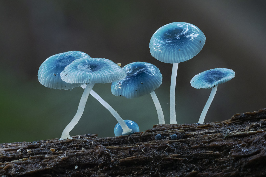 Pixie's parasol mushroom, a vibrant and tiny blue mushroom.