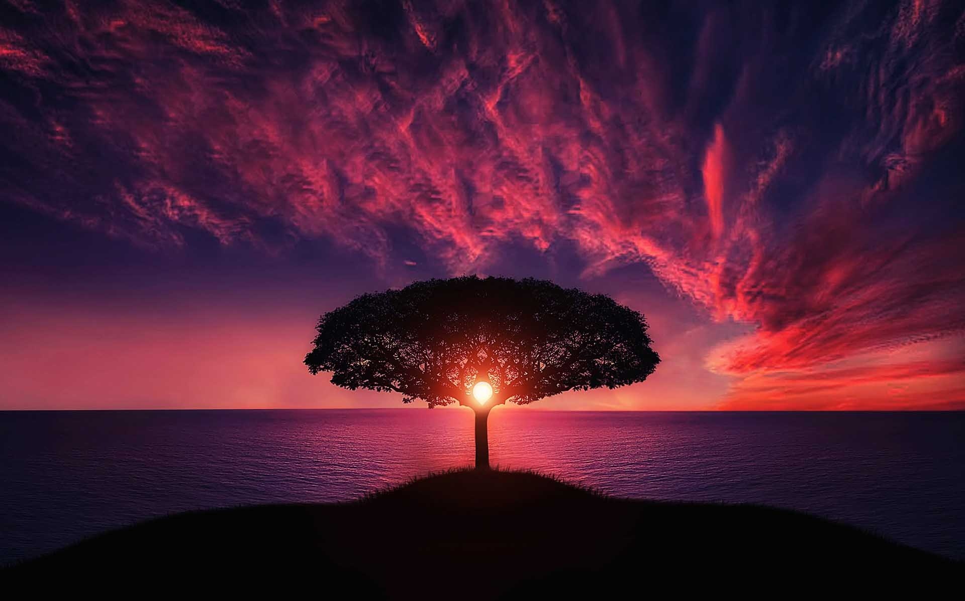 image of a sunset with a tree in the foreground, making it appear black